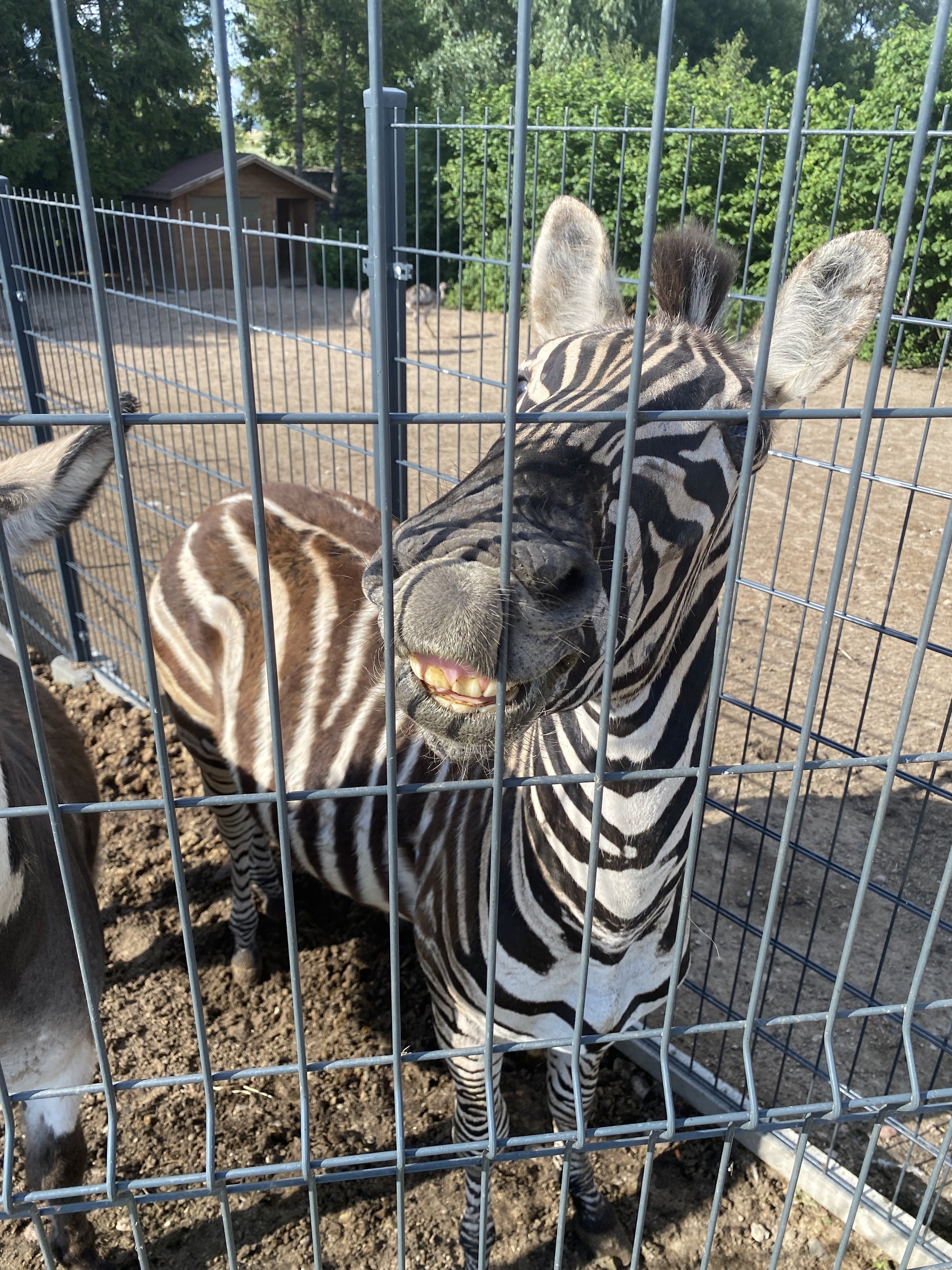 Podlaska Toskania – park zwierząt i rozrywki (Mini Zoo)